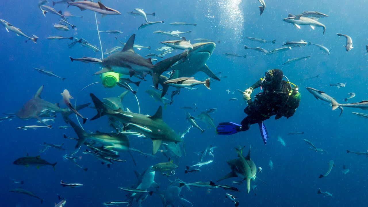 Dive-guide-attracting-sharks-with-the-bait-box.-Aliwal-Shoal.-South-Africa